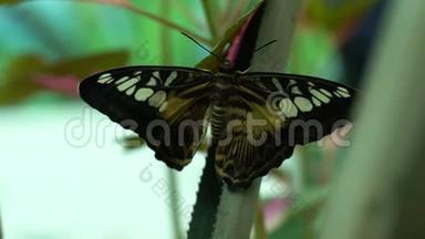 帕提诺斯·西尔维亚，美丽的来自东南亚的外来蝴<strong>蝶</strong>，昆虫学