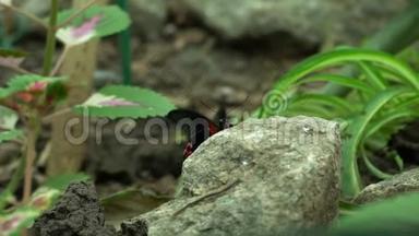 美丽的异国红黑蝴蝶坐在石头上，昆虫宠物，昆虫学