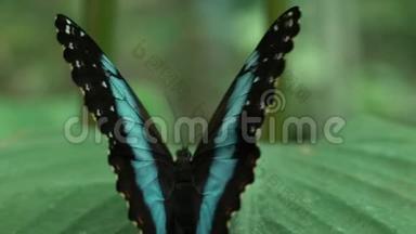 罕见的蝴蝶张开美丽的翅膀，坐在叶子上，<strong>昆虫</strong>，<strong>昆虫</strong>学