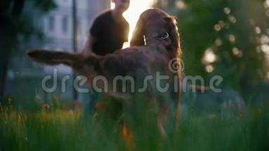 这只<strong>狗</strong>种了爱尔兰的野<strong>狗</strong>，在夏天的日落时分，它的<strong>主人</strong>在草地上玩耍
