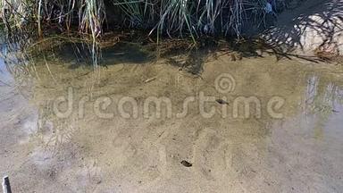 水蜗牛沿着水库底部缓慢爬行，清澈的水，沙质的底部