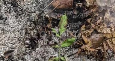 一段时间推移的视频显示，秋天，一片绿叶在一堆枯叶上慢慢燃烧，化为灰烬。4k，4096p，每秒25帧
