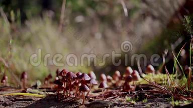蟾蜍，蘑菇，真菌生长在<strong>松枝</strong>上，小蜘蛛在10月在松林中走过它们。