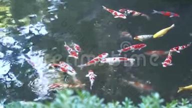 日本的锦鲤池，有锦鲤鱼、花式鲤鱼，从上面倒影