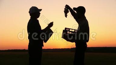 两个农民在日落时交谈。 看着夕阳上的葡萄。 侧视图