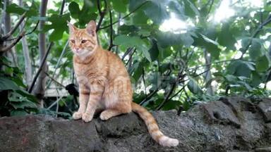 可爱的红发<strong>猫</strong>坐在石头上看着镜头