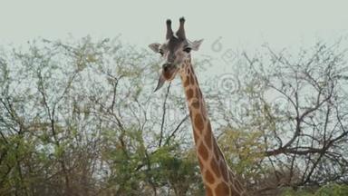 美丽的非洲长颈鹿咀嚼舌头