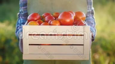 农夫正拿着一个装有西红柿的木箱。 新鲜农产品