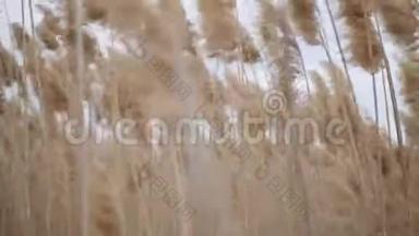 常见的芦苇草穗在风中摇曳。