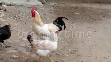 鸡和公鸡在村庄的环境中，浏览鸡和公鸡