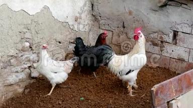 鸡和<strong>公鸡</strong>在村庄的环境中，浏览鸡和<strong>公鸡</strong>
