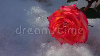 红玫瑰花雪无人高清镜头