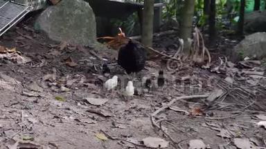 黑母鸡与新孵化的小鸡在院子里寻找食物