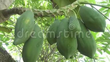 大青和成熟的木瓜果实挂在树上，木瓜果实