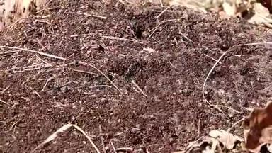 蚂蚁在蚁穴中作为一个团队工作