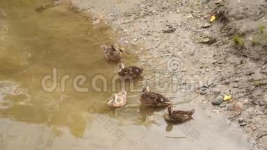 鸭子和一只小鸭子在浅水里。 岸边池塘上的鸭子干净的羽毛。 慢动作，全高清