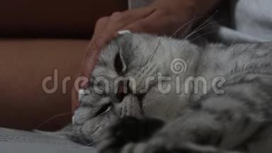 女人的手抚摸一只猫。 女主人在家中抚摸着一只年轻的英国猫坐在吞食者身上