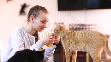 穿着暖和毛衣的女孩在<strong>猫咖啡</strong>馆里喝着红<strong>猫</strong>的<strong>咖啡</strong>。