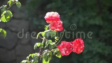 花园里生长着一束红玫瑰。 红玫瑰在夏天的花园里盛开。