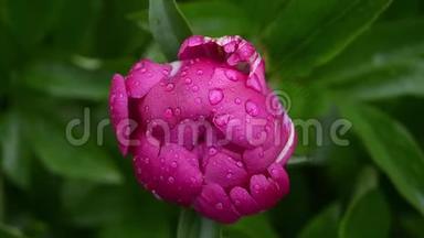 美丽的粉红色<strong>花苞</strong>在雨滴中随风摆动。