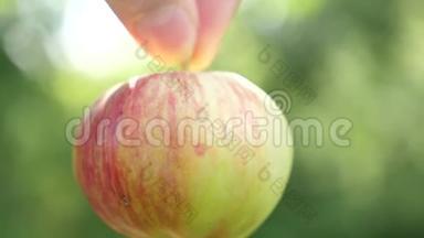 手里拿着成熟的苹果。 红苹果熟了，用手指拿着。 特写