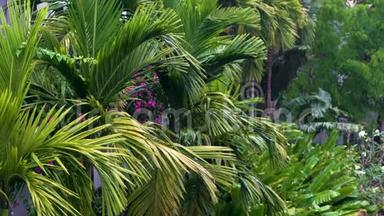 热带雨，暴雨或雷暴雨，在绿丛林环境下，有棕榈树