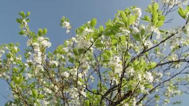 盛开的梅树，梅树枝上覆盖着白色的花朵和蓝色背景上的叶子..