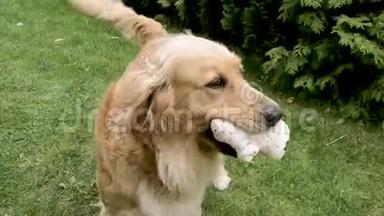 一只金色的猎犬在花园里和他的<strong>主人</strong>女人玩。 狗跑了，A´不想把玩具给<strong>主人</strong>A´的手。