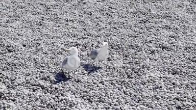 两只<strong>白色</strong>海鸥坐在石滩上。 行动。 美丽的海鸥在沙滩上躺着<strong>白色</strong>的鹅<strong>卵石</strong>。 海滨鸟类