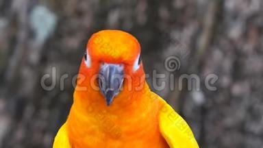 美丽的鹦鹉五颜六色的鸟橙