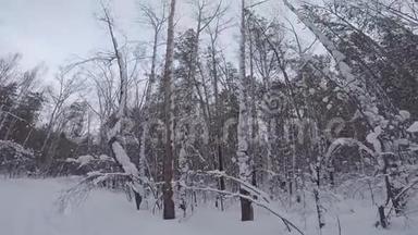 深林中的冬日