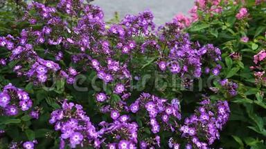 ploxpanulat a，紫色亲吻品种，紫色和白色流质的plox