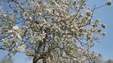 五月在一个俄罗斯<strong>村庄</strong>里开花的苹果树。 视频与热闹的<strong>村庄</strong>和鸟类的声音在运动。