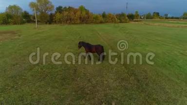 一匹棕色的马在美丽的绿色田野上走来走去