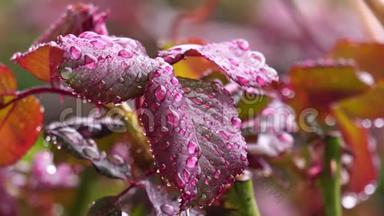 在下雨的日子里，用水滴把刚出生的红玫瑰叶子凑近