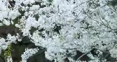 春天，台湾，樱花盛开，季节，武陵农场，白，雾，樱花