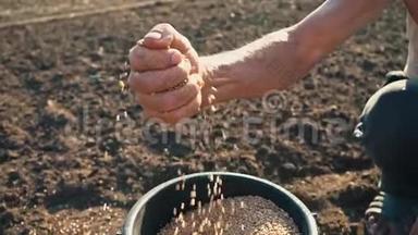 一个人`一只勤劳的手从水桶里拿起一只装满谷物的手掌，倒回去。 农民手中的粮食