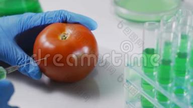 实验室工作人员在番茄中注射农药液体<strong>分</strong>析转<strong>基因</strong>食品，实验