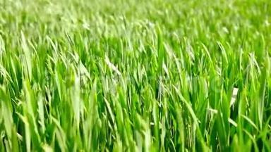 美丽的春天绿黑麦和小麦领域的绿色<strong>产业</strong>特写。 草在风中摇曳