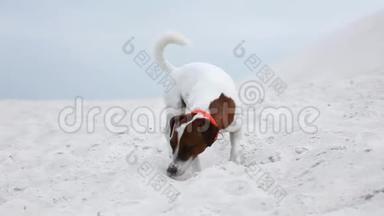 杰克罗塞尔猎<strong>犬</strong>坐在<strong>沙</strong>滩上的<strong>沙</strong>滩上。