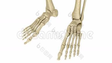 骨骼足部解剖。 人的骨架。 医学上精确