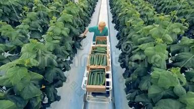 生态农业理念。一名温室工人正沿着小路寻找成熟的黄瓜收割