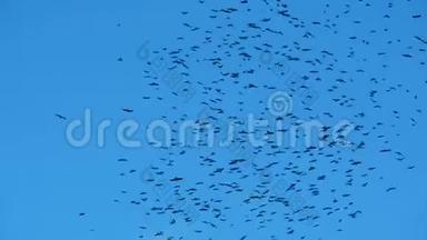 鸟儿在天空中盘旋着一只巨大的羊群。 乌鸦小鸡在飞向温暖的气候之前学会了飞行。