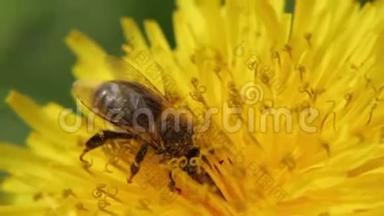 黄色的蒲公英在田野里。 特写镜头。 蒲公英上的蜜蜂采集花蜜..