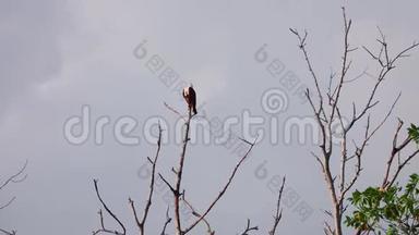 <strong>雅鲁藏布江</strong>赤鸢坐在干燥的无叶树上