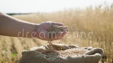 成年农民的手在<strong>袋子</strong>里摸和筛麦粒。 麦粒一手后丰收.. 农业