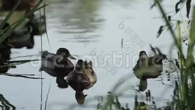 一群鸭子在池塘的灌丛中游泳. 野生鸟类在它们的栖息地。
