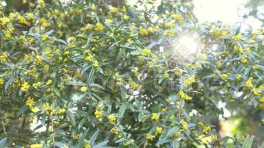 在风中凌乱。 明黄色的花贝檗菊也被称为冬季巴宝莉。 4k，慢镜头拍摄
