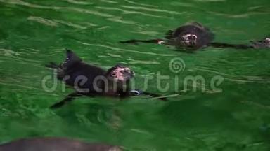 绿色纯净水中的动物企鹅