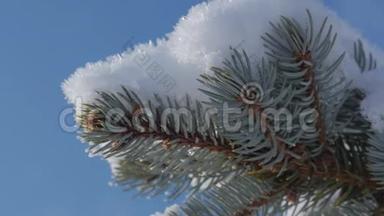 白雪覆盖的圣诞树，明亮的阳光随着雪飘落，雪花从树上飘落。